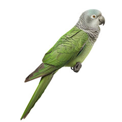 Obraz premium A vibrant green and grey parrot perches on a branch, its head tilted curiously, looking to the side.