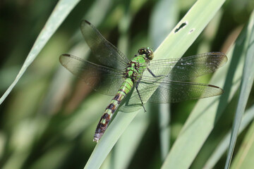 Green Darner Dragonfly