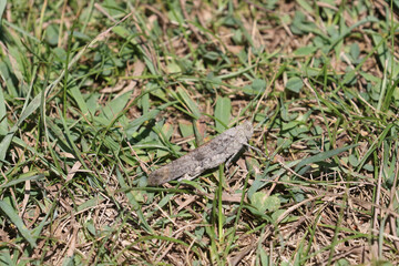 Bandwing Grasshopper