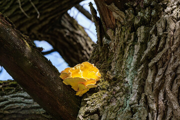 sulphurous yellow tinder grows on the trunk of an oak tree