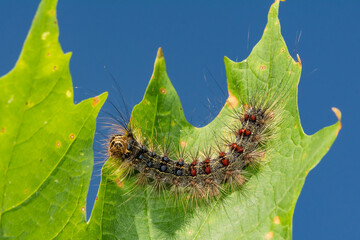 Spongy Moth Caterpillar - Lymantria dispar