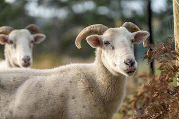 Merino sheep, grazing and eating grass in New zealand and Australia with baby lambs