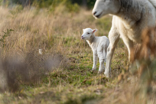 Sheep in a field. Merino sheep, grazing and eating grass in New zealand and Australia with lambs drinking milk