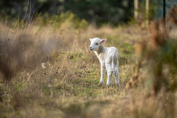 Sheep and Lambs in Australian Fields drinking milk and eating grass