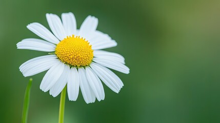 Obraz premium Close-up of a single chamomile flower with its delicate white petals and yellow center, set against a soft, green background.