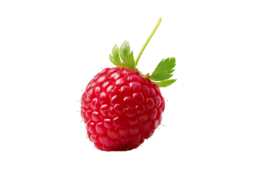 Fresh Raspberry with Green Stem and Leaves Isolated