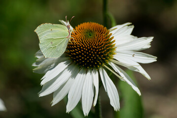 Obraz premium Common brimstone butterfly (Gonepteryx rhamni) sitting on white flower in Zurich, Switzerland