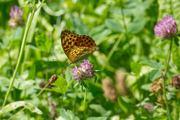 Silver-washed Fritillary butterfly (Argynnis paphia) sitting on pink flower in Zurich, Switzerland