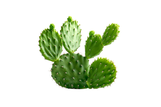Green Cactus Plant Isolated