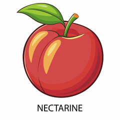 Nectarine in cartoon style on a white background. Vector illustration.