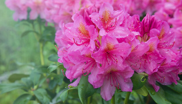 Close-up of a flowering branch of pink azalea bush in the spring. Rhododendron flowers. Ericaceae semi-deciduous plants. Flowering season. Natural background