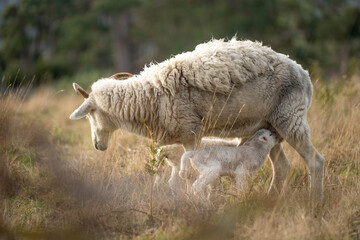 Merino sheep with lambs, grazing and eating grass in New zealand and Australia