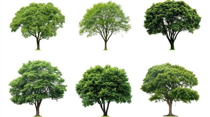 A variety of lush green trees and shrubs arranged on a clean white background, perfect for decorative use in nature-inspired designs