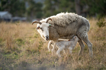 Sheep in a field. Merino sheep, grazing and eating grass in New zealand and Australia with lambs drinking milk