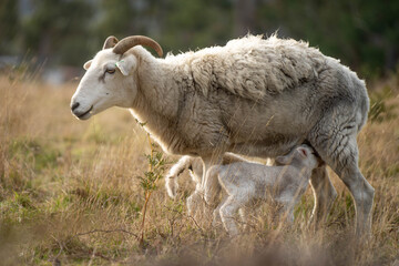 Fototapeta premium lamb drinking milk from a sheep in a field in golden light in spring time in england