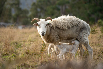 Merino sheep, grazing and eating grass in New zealand and Australia with baby lambs