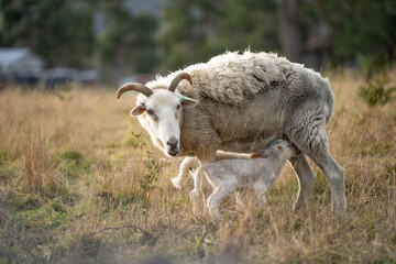 Sheep and Lambs in Australian Fields drinking milk and eating grass