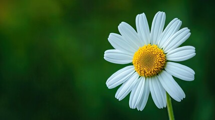 Macro shot of a chamomile flower, with its vibrant colors highlighted against a gently blurred green background.
