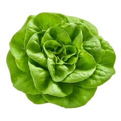 Butterhead lettuce isolated on white background