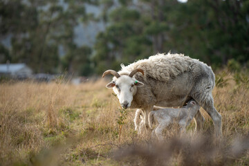 Agricultural farm practicing regenerative farmer, with sheep grazing in field practicing rotational grazing storing carbon in the soil through fungi by carbon sequestration