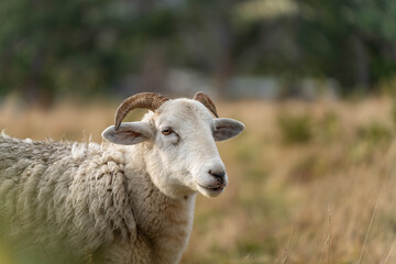 Obraz premium Sheep in a field. Merino sheep, grazing and eating grass in New zealand and Australia with lambs drinking milk
