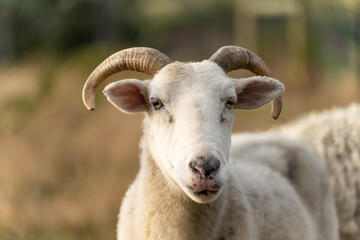 Merino sheep with lambs, grazing and eating grass in New zealand and Australia