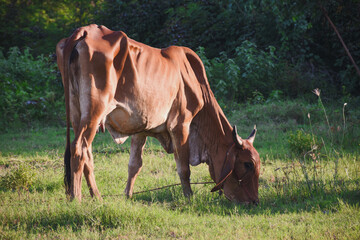 Naklejka premium Red cows are eating grass
