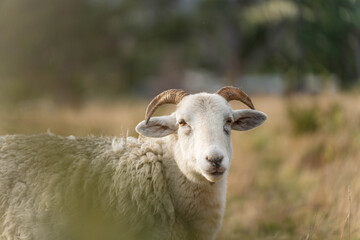 Merino sheep, grazing and eating grass in New zealand and Australia with baby lambs