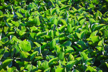 water hyacinth plant in the river