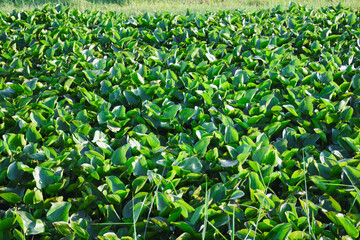 water hyacinth plant in the river