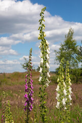 Foxglove © John Hofboer