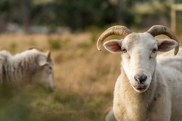 Sheep in a field. Merino sheep, grazing and eating grass in New zealand and Australia with lambs drinking milk