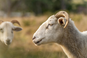 Sheep and Lambs in Australian Fields drinking milk and eating grass