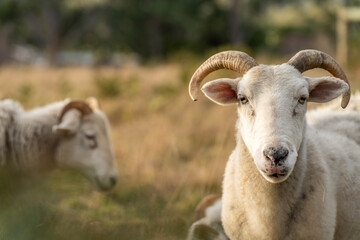 Merino sheep with lambs, grazing and eating grass in New zealand and Australia