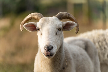 lamb drinking milk from a sheep in a field in golden light in spring time in england