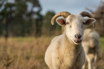 Sheep and Lambs in Australian Fields drinking milk and eating grass