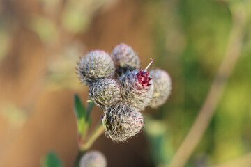 Kletten am Wiesenrand