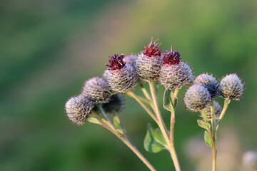 Kletten am Wiesenrand