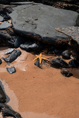 A starfish resting on the sandy beach, beautifully capturing the essence of marine life and the serene connection between sea and shore.