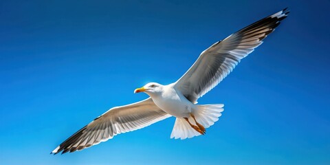 Obraz premium Seagull soaring in a clear blue sky, seagull, bird, flying, wings, sky, nature, wildlife, freedom, feathers, graceful, animal