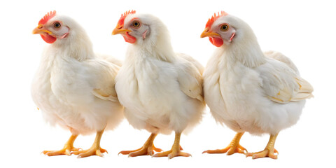 Fototapeta premium Three White chicken isolated on transparent background.