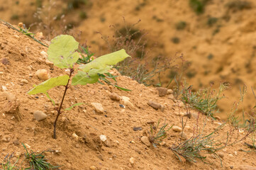 young little tree in the sand