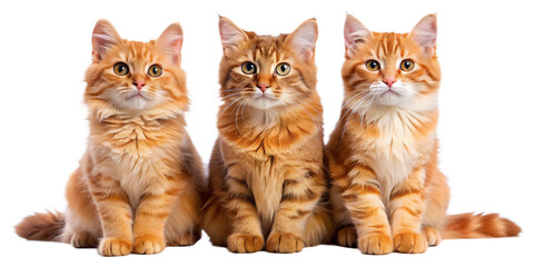 Collection of three cats with red fur, animal bundle isolated on transparent background.