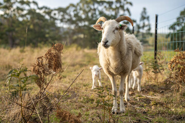 Obraz premium lamb drinking milk from a sheep in a field in golden light in spring time in england