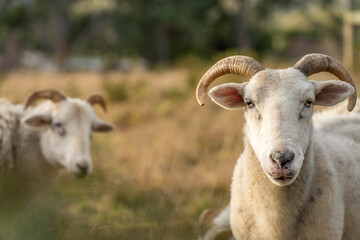 lamb drinking milk from a sheep in a field in golden light in spring time in england