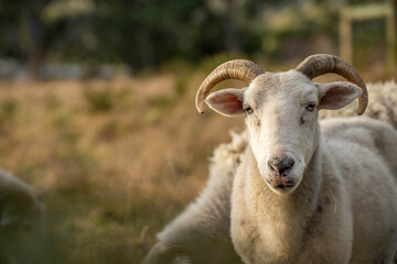 Sheep in a field. Merino sheep, grazing and eating grass in New zealand and Australia with lambs drinking milk