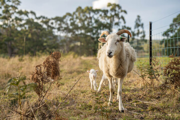 Merino sheep with lambs, grazing and eating grass in New zealand and Australia