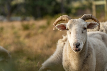 Agricultural farm practicing regenerative farmer, with sheep grazing in field practicing rotational grazing storing carbon in the soil through fungi by carbon sequestration