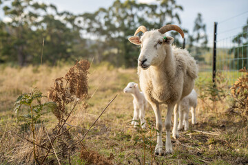 Agricultural farm practicing regenerative farmer, with sheep grazing in field practicing rotational grazing storing carbon in the soil through fungi by carbon sequestration