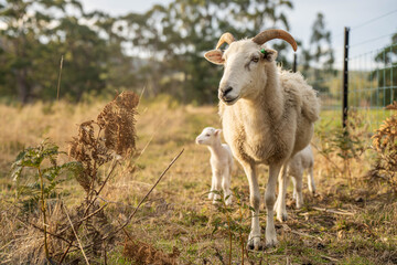 Merino sheep with lambs, grazing and eating grass in New zealand and Australia